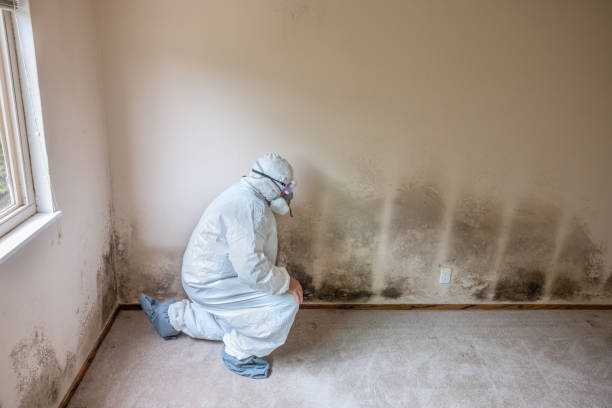 Best Commercial Mold Inspection  in Attla, AL